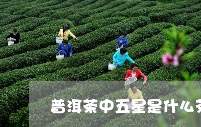 普洱茶中五星是什么茶类/2023050627362