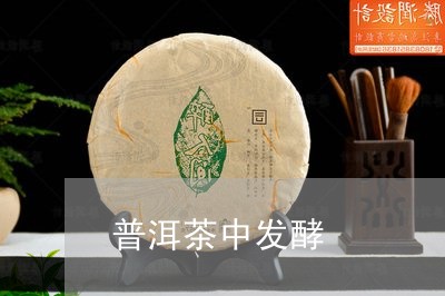 普洱茶中发酵/2023042748873