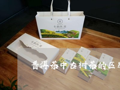 普洱茶中古树茶的区别/2023110609592