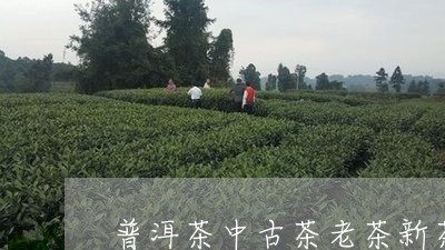 普洱茶中古茶老茶新茶区别/2023110212615