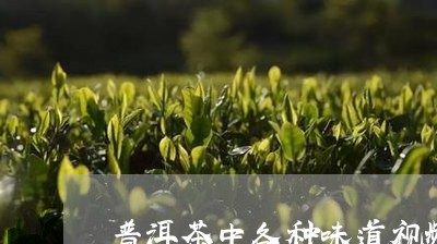 普洱茶中各种味道视频/2023100503359