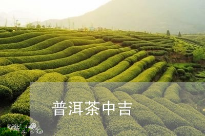 普洱茶中吉/2023090695169