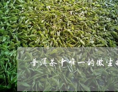 普洱茶中唯一的微生物/2023072138613