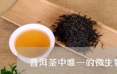 普洱茶中唯一的微生物/2023092687179