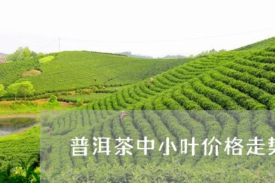 普洱茶中小叶价格走势/2023110630793