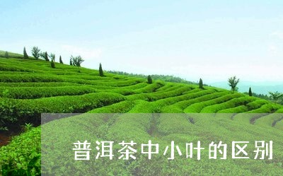 普洱茶中小叶的区别/2023120560592