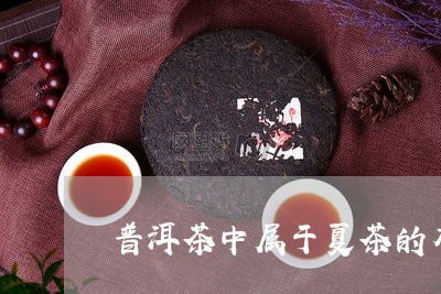 普洱茶中属于夏茶的有/2023073029471