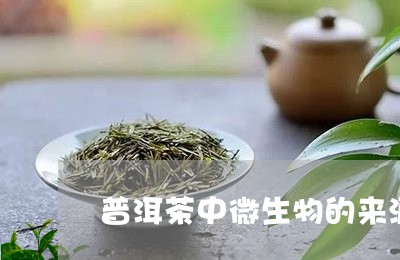 普洱茶中微生物的来源/2023072252625