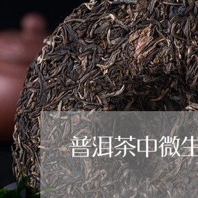 普洱茶中微生物的检测/2023092921582