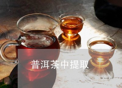 普洱茶中提取/2023042750418