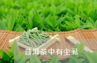 普洱茶中有尘虱/2023081841956