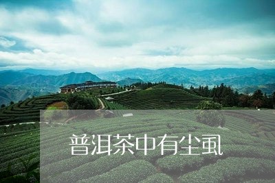 普洱茶中有尘虱/2023102606141