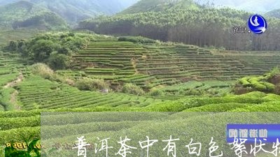 普洱茶中有白色絮状物/2023080280736