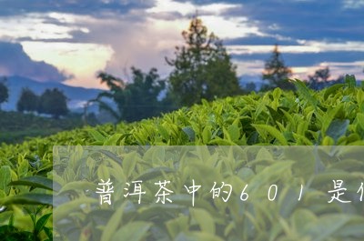 普洱茶中的601是什么意思/2023052878150