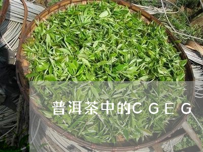 普洱茶中的CGEG/2023070885938