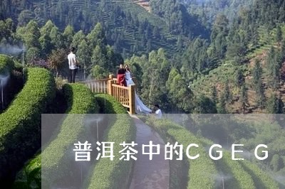 普洱茶中的CGEG/2023091413947