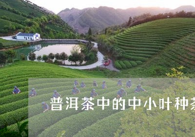 普洱茶中的中小叶种茶/2023062370404