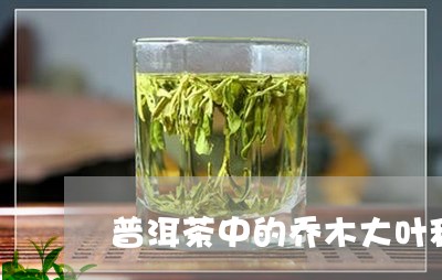 普洱茶中的乔木大叶种/2023092638141