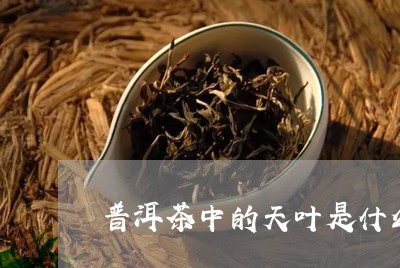 普洱茶中的天叶是什么/2023092729692