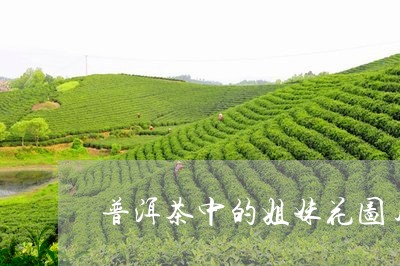 普洱茶中的姐妹花图片/2023092990493