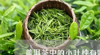 普洱茶中的小叶种有哪些/2023103193827