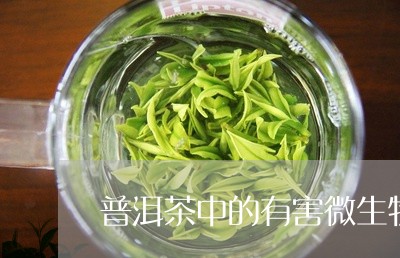 普洱茶中的有害微生物/2023092771716