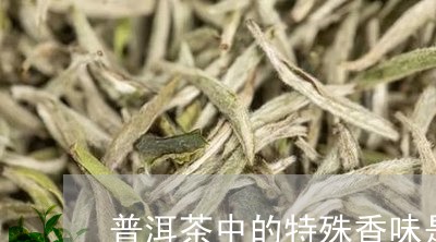 普洱茶中的特殊香味是啥/2023082930373