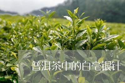 普洱茶中的白毫银针/2023120620794