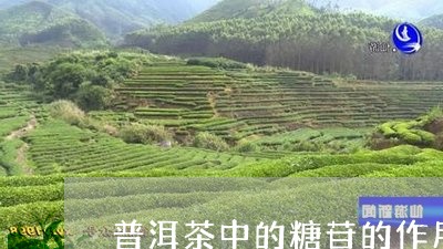 普洱茶中的糖苷的作用是/2023112813626