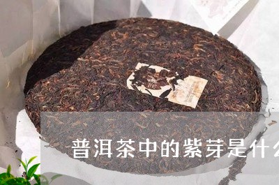 普洱茶中的紫芽是什么/2023092761482