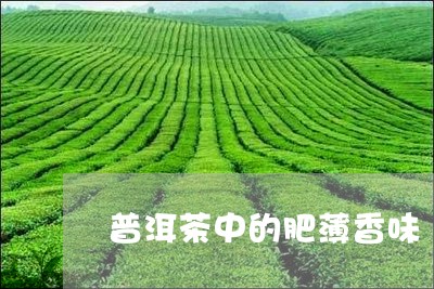 普洱茶中的肥薄香味/2023091543814