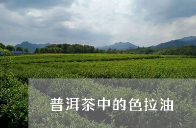 普洱茶中的色拉油/2023120416270