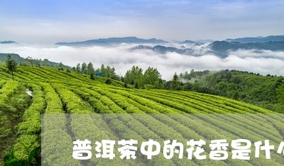 普洱茶中的花香是什么/2023062958250