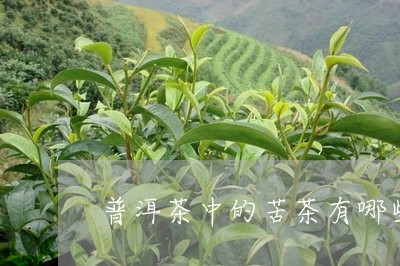 普洱茶中的苦茶有哪些/2023062378151