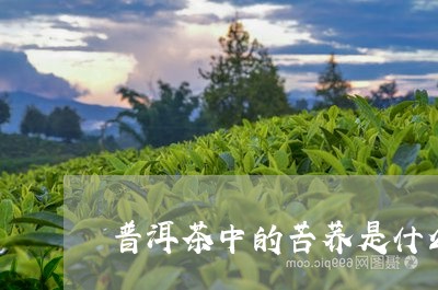 普洱茶中的苦荞是什么/2023092766361