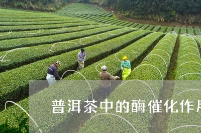 普洱茶中的酶催化作用/2023121693904