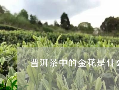 普洱茶中的金花是什么/2023093093928