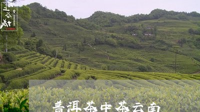 普洱茶中茶云南/2023121639591