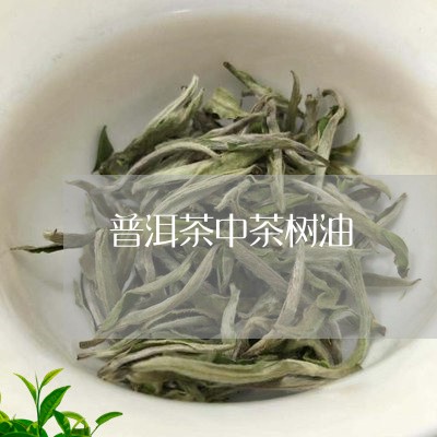 普洱茶中茶树油/2023120328162