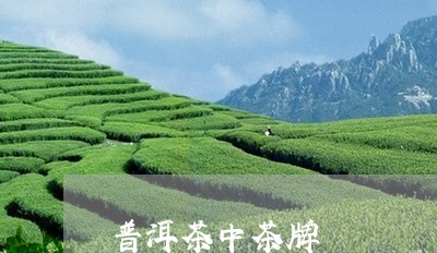 普洱茶中茶牌/2023042962560