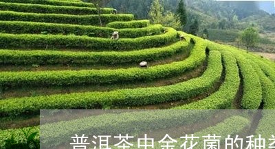 普洱茶中金花菌的种类/2023073179394