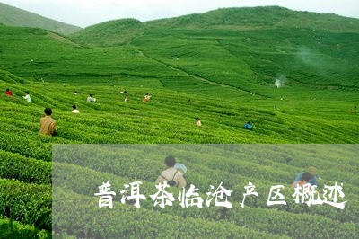 普洱茶临沧产区概述/2023091440502