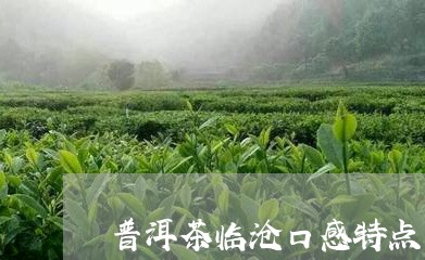 普洱茶临沧口感特点/2023071126948