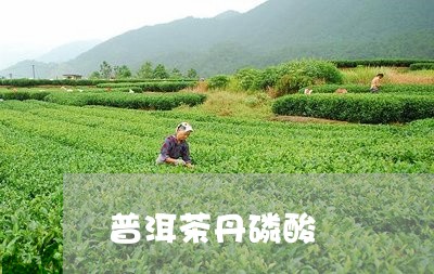 普洱茶丹磷酸/2023042718459