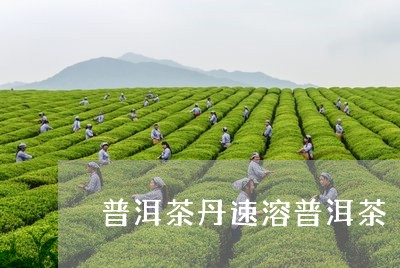 普洱茶丹速溶普洱茶/2023091574703