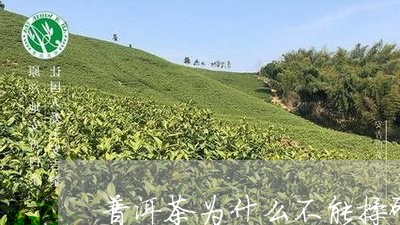 普洱茶为什么不能揉碎/2023080271625