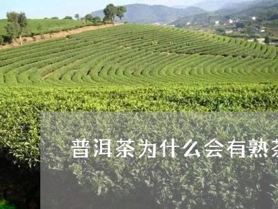 普洱茶为什么会有熟茶/2023080278305