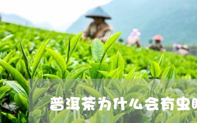 普洱茶为什么会有虫眼/2023080182693