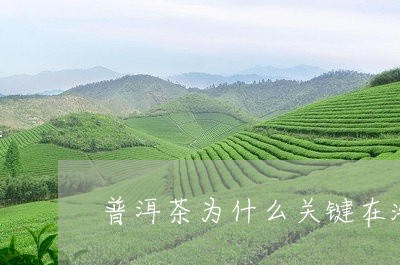 普洱茶为什么关键在洗茶/2023122017159