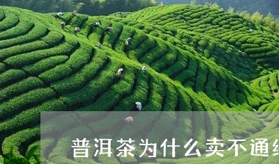 普洱茶为什么卖不通红茶/2023120704059